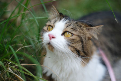 Close-up of cat looking away