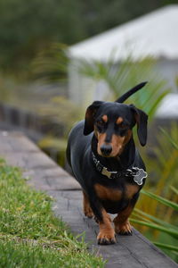 Portrait of dog sitting on grass