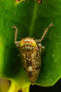 Close-up of insect on leaf