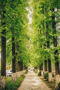 Narrow pathway along trees