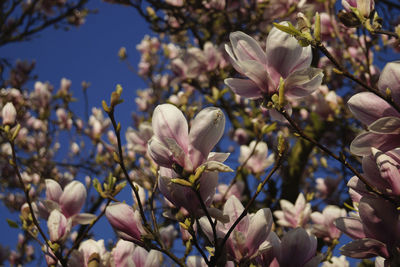 Close-up of magnolia blossoms in spring