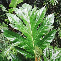 Close-up of plant leaves