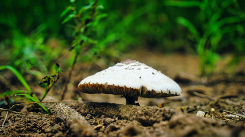 Macrolepiota procera or lepiota procera on a grassy glade in garden. september