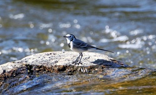 Bird perching on rock
