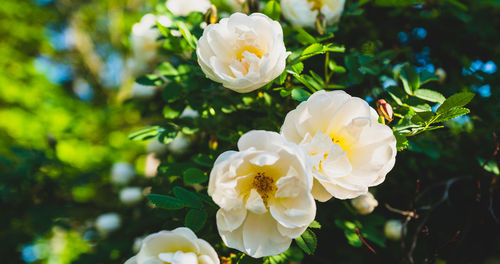 Close-up of white rose blossoms