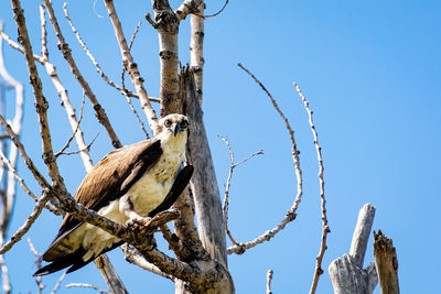 Low angle view of birds perching on bare tree against blue sky