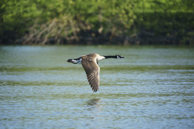 Seagull flying over lake