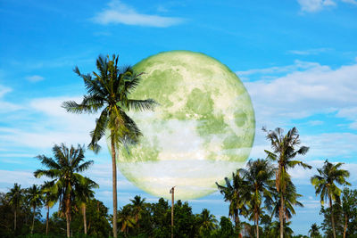 Low angle view of coconut palm trees against sky