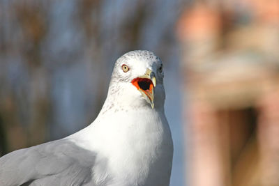A seagull gazing into the distance with beak open