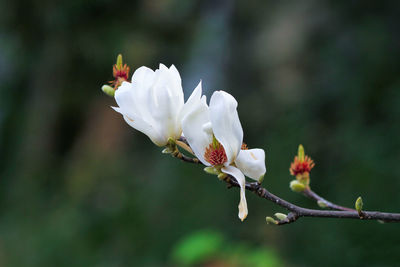 Twig with white magnolia flowers, blurred background, color macro photography.