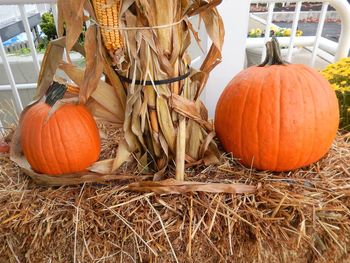 Close-up of pumpkins on hay