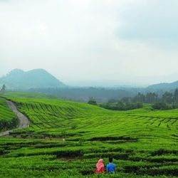 Scenic view of grassy field