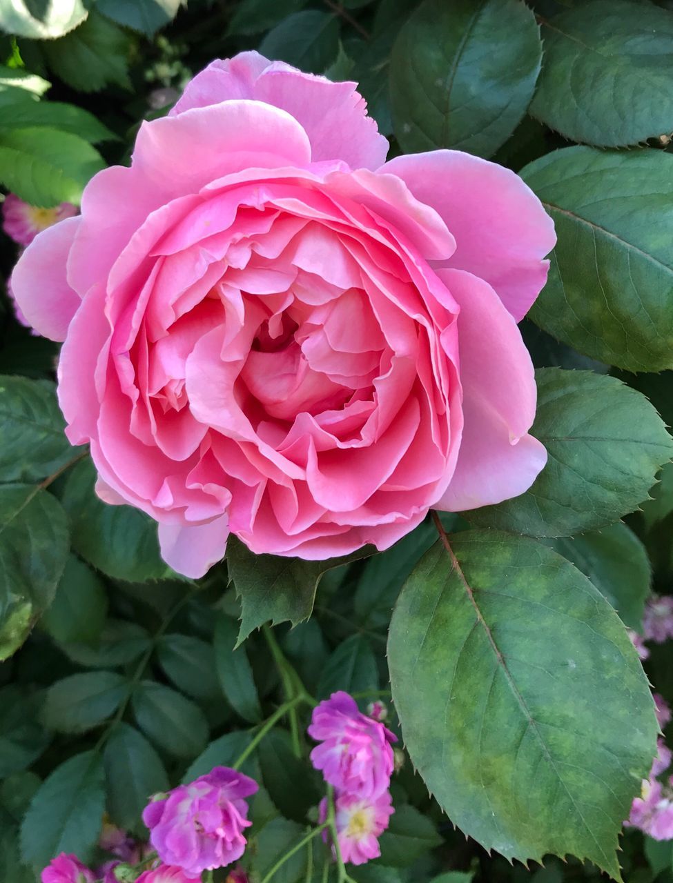 flower, petal, beauty in nature, pink color, fragility, nature, flower head, rose - flower, plant, growth, leaf, no people, freshness, close-up, day, outdoors, blooming, peony