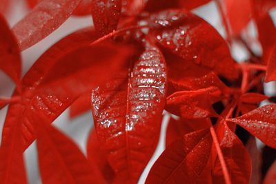 Full frame shot of red plant