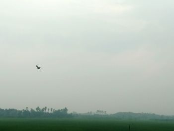 Bird flying over field against clear sky