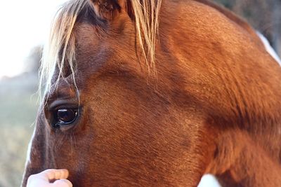 Close-up of horse