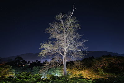 Low angle view of trees against sky at night