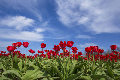 Close-up of red flowering plants on field against sky