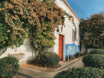 Trees growing outside house