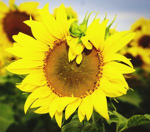 Close-up of yellow sunflower