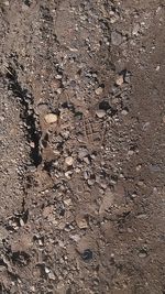 Full frame shot of paving stone