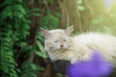 Close-up of a cat looking away