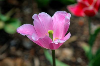 Close-up of pink flower