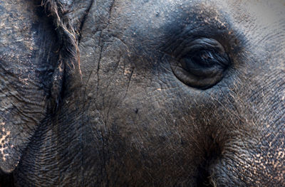 Close-up of elephant