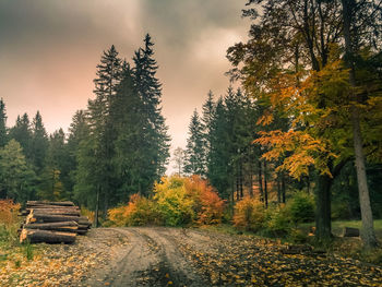 Trees in forest during autumn