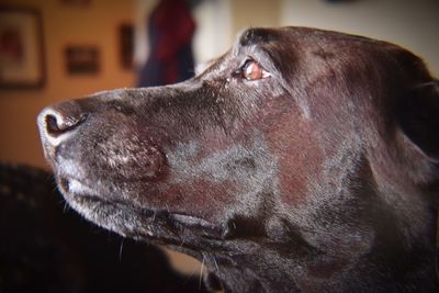 Close-up of dog