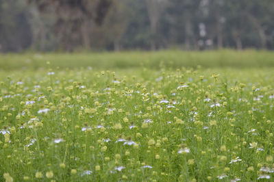 White flowering plants on field