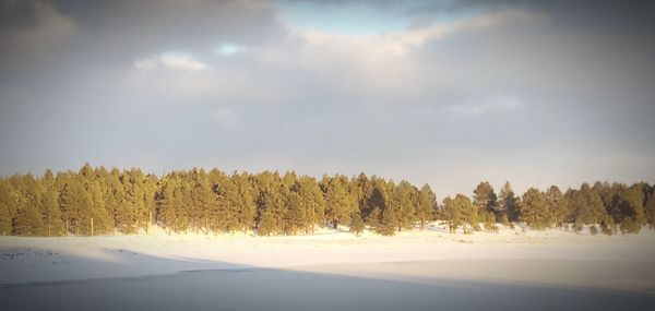 Trees on snow covered land against sky