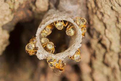 Jatai bees at the entrance of their hive macro close up detail