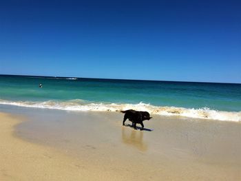 Dog on beach against clear blue sky