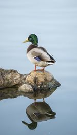 Mallard posing