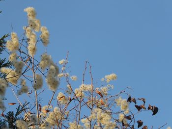 Low angle view of flower tree against clear sky