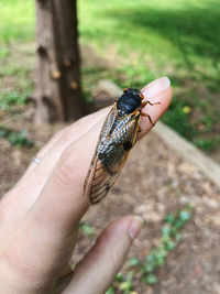 Close-up of hand holding insect