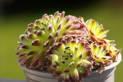 Close-up of succulent plant