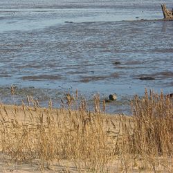 Birds swimming in grass at beach