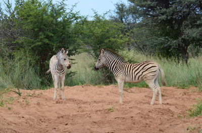 Zebra standing against trees