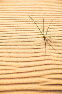 A single grass shoot growing out of the wavy sand dunes in bolonia, spain