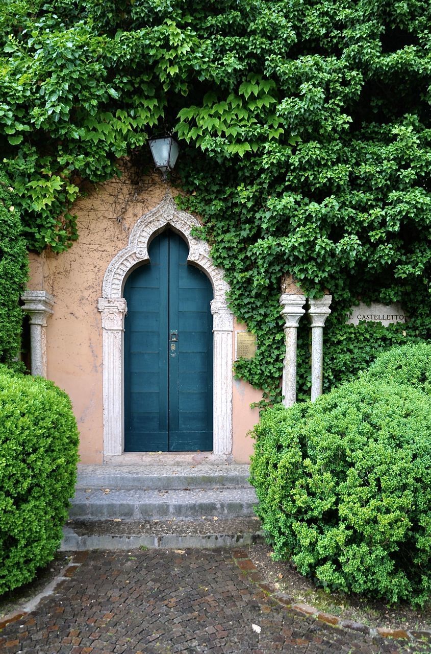 IVY GROWING ON BUILDING