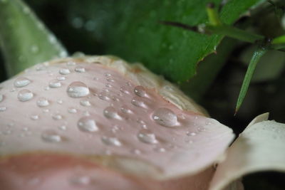 Close-up of water drops on leaves