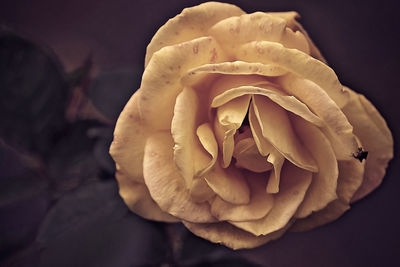 Close-up of rose against black background