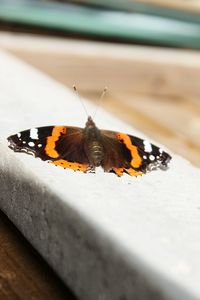 Close-up of butterfly perching on leaf