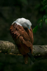 Close-up of bird perching on branch