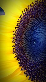 Close-up of sunflower