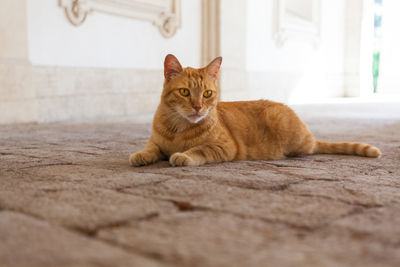 Portrait of cat sitting on floor