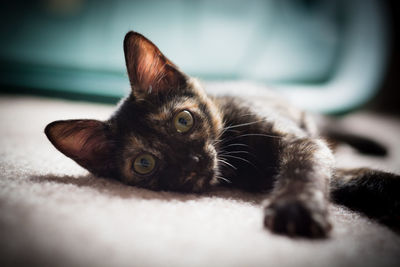 Close-up portrait of cat relaxing on rug at home