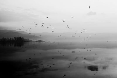 Birds flying over calm lake against sky